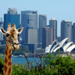Taronga Zoo Entry Ticket