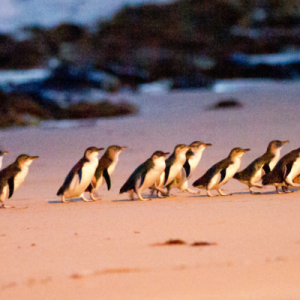 Penguin Parade on Philip Island