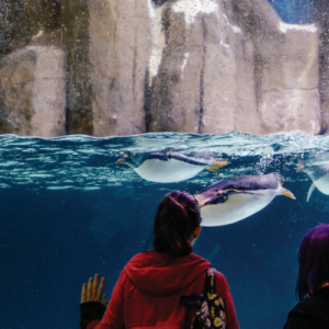 sea life melbourne aquarium