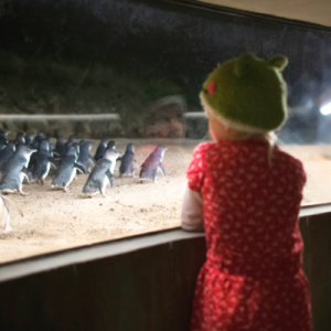 penguin parade