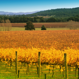 Yarra Valley Tasting