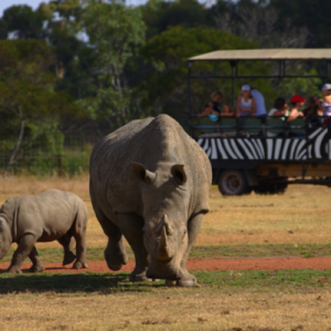 werribee zoo