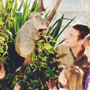 breakfast and pictures with koalas
