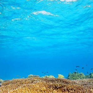 Scenic Nature Diving