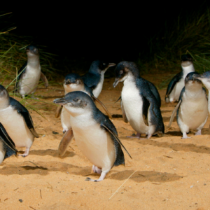 penguin parade