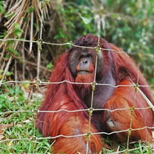 orangutan in malaysia
