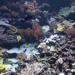 aquarium de paris ticket