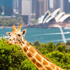 taronga zoo vip aussie gold tour