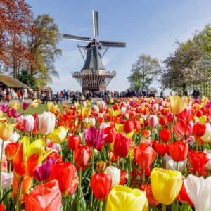 Keukenhof tour