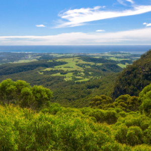 illawarra fly treetops walk