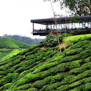 cameron highlands