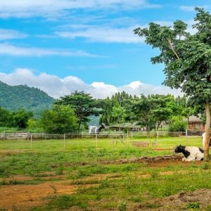 vast green field with a cow in thailand