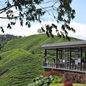 tea plantation in cameron highlands