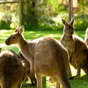 healesville sanctuary