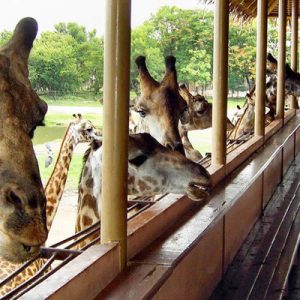 Safari World Bangkok Zoo tickets