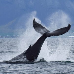 whale watching classic tour