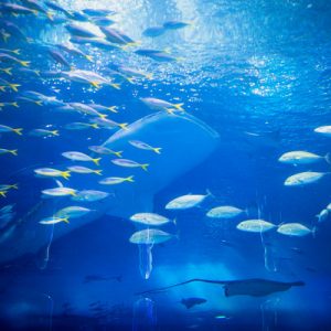 Port of Nagoya Public Aquarium