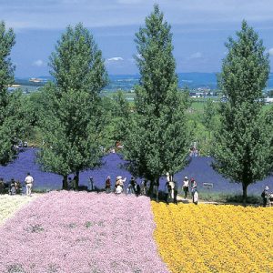 fields of flowers and trees in farm tomita