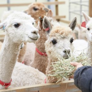 alpaca world