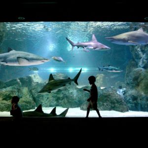 Coex Aquarium