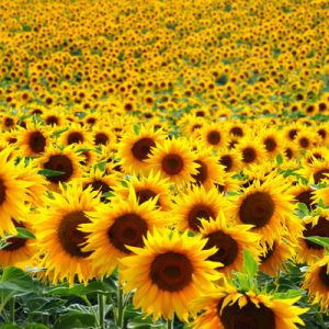sunflower garden guangzhou