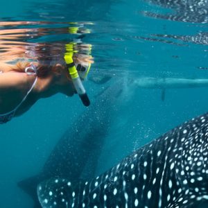 Snorkel with the Whale Sharks in Oslob