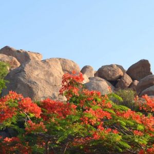 rocks and trees in Antharange Hill