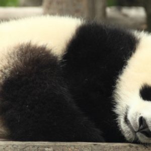 Dujiangyan Panda Keeper Experience