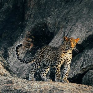 leopard inside the cave