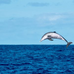 Dolphin Spotting Tour
