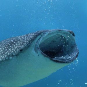 Oslob whale shark snorkeling