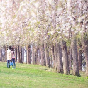 nami island