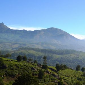 munnar view