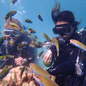 Scuba divers and corals