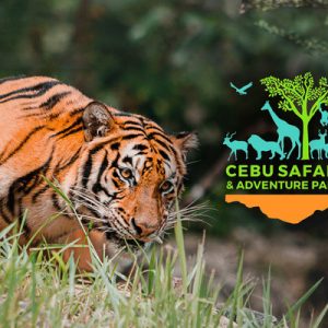 tiger inside Cebu Safari Park
