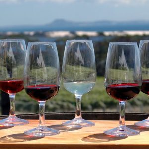 wine glasses vineyard