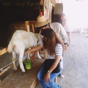 Hua Hin Swiss Sheep Farm
