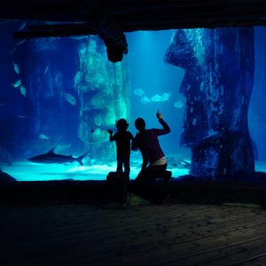 sea life london aquarium ticket