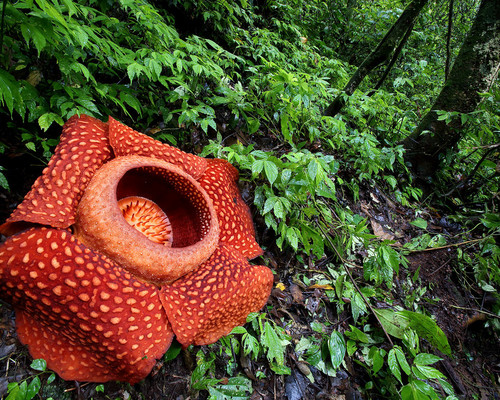 [SALE] Explore Cameron Highlands: Rafflesia & Mossy Forest Tour with 3% ...
