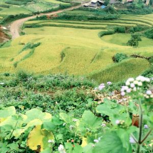 2 Day Sapa Trekking Tour