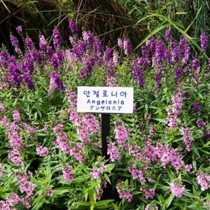 beds of angelonia in full bloom in pocheon