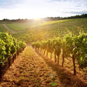 chianti vineyards