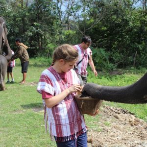 guest feeding elephant