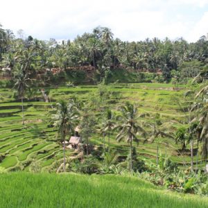 Bali's Greatest Hits