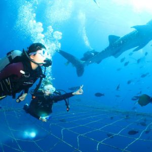 Okinawa Whale Shark Swimming