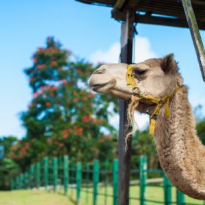 paradizoo tagaytay manila philippines