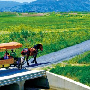 Kyoto Sagano Sightseeing Carriage Tour