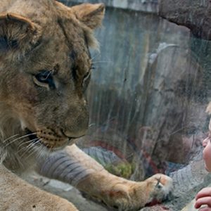 san francisco zoo ticket