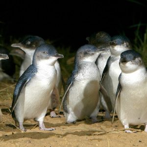 Phillip Island Penguin Parade Day Tour