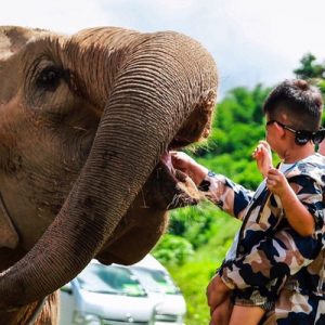 guests petting elephant